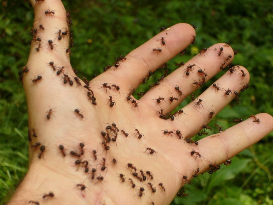 Infestação de baratas, formigas e cupins
